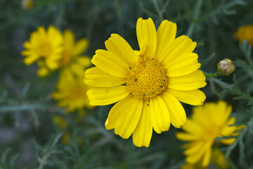 Bright Yellow Crown Daisy, Close-up of a Bright yellow crown daisy flower, blooming in nature, Close-up shot of beautiful yellow Crown Daisy flower (Chrysanthemum coronarium), Crown Daisy,