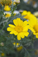 Fototapeta premium Bright Yellow Crown Daisy, Close-up of a Bright yellow crown daisy flower, blooming in nature, Close-up shot of beautiful yellow Crown Daisy flower (Chrysanthemum coronarium), Crown Daisy,