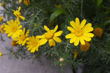 Bright Yellow Crown Daisy, Close-up of a Bright yellow crown daisy flower, blooming in nature, Close-up shot of beautiful yellow Crown Daisy flower (Chrysanthemum coronarium), Crown Daisy,