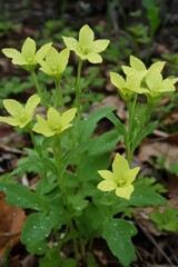 Vibrant Yellow Wildflowers Dew Drops Spring Bloom