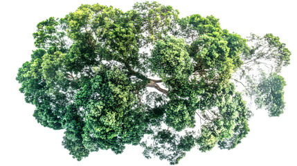 Fototapeta premium A lush green tree viewed from above, showcasing its vibrant foliage and intricate branches.
