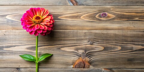 High-Angle Zinnia Flat Lay: Vibrant Colors, Wooden Texture, Copy Space