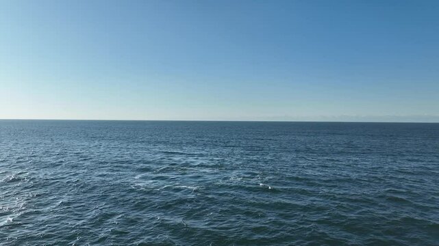 Baleia Franca, a Brazilian whale with her call in Florianopolis, Brazil. Right whales swimming near the coast of Florianopolis with their calves.