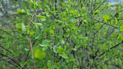A young bush of Spiraea vanhouttei