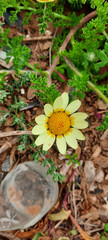 Arctotheca calendula - The Cape Daisy