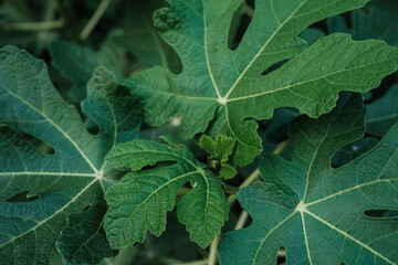Close-up view of fig leaves branches - Ficus carica. Beautiful big tree, flora