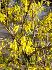 Background of blooming Forsythia in early spring.