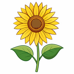 Sunflower isolated on white 