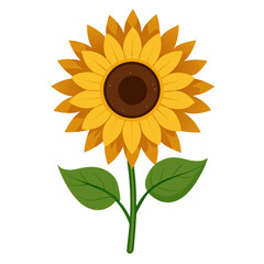 Sunflower isolated on white 