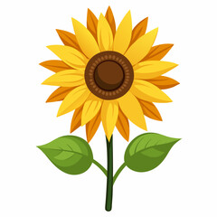 Sunflower isolated on white 