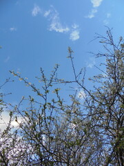 Beautiful tree branches against a background of blue sky with white clouds