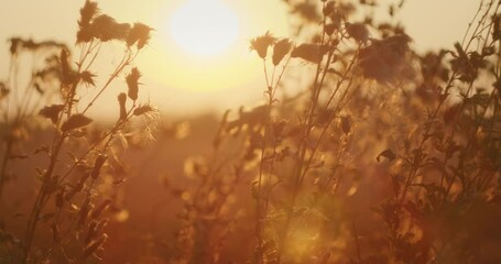 Sunlit wildflowers in a golden field captured during sunset in late summer evening