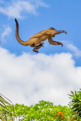 Brazilian Wildlife is very beautiful have many species with colorful variables. Are apes, lizards, mammals, felins, caimans and many others.