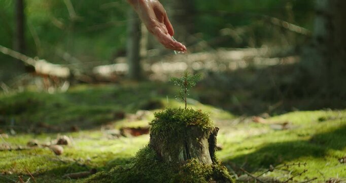 Water drips from hand onto young pine tree in forest on World Environmental Education Day