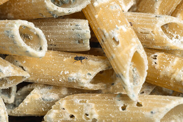 Close up of spoiled uncooked pasta with holes eaten by pests with adult rice weevil sitting on it