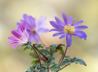 Fototapeta premium Wiosenne kwiaty - Zawilec grecki ( Anemone blanda ) na jasnym tle, tapeta, dekoracja.