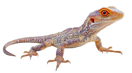Naklejka premium Orange-Eyed Lizard: A vibrant, orange-eyed lizard with intricate patterned scales is showcased against a clean background, exhibiting its unique beauty and reptilian charm.
