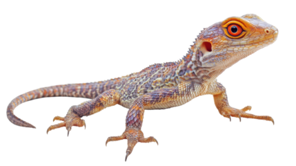 Orange-Eyed Lizard: A vibrant, orange-eyed lizard with intricate patterned scales is showcased against a clean background, exhibiting its unique beauty and reptilian charm.