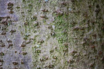Wood Texture Close-Up, Macro ,Wood Background