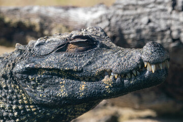 A Cuvier's dwarf caiman (Paleosuchus palpebrosus) at a local zoo