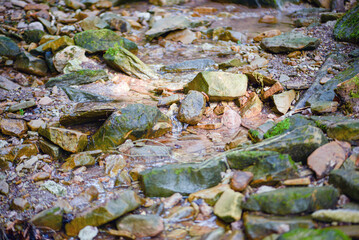 forest stream with clear water among the stones, natural background