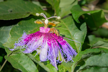Brazilian Savannah Flower. The Brazilian flowers are delicate, beautiful, rare and have many colors. This is the passion fruit's flower.