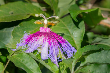 Brazilian Savannah Flower. The Brazilian flowers are delicate, beautiful, rare and have many colors. This is the passion fruit's flower.