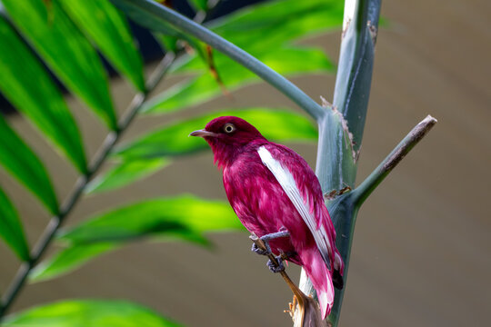 A Pompadour Cotinga at a local zoo