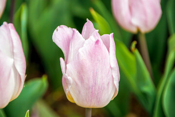 purple white tulips on a green background