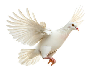 Obraz premium PNG White pigeon taking off bird dove animal.
