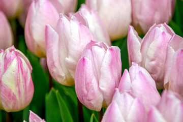 Fototapeta premium purple and white tulips