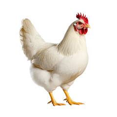 Fototapeta premium Beautifully plated chicken dish garnished with fresh herbs and accompaniments ready to serve on a dining table isolated on a white background.