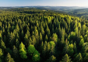 Obraz premium Lush green forest stretching across rolling hills under a clear blue sky.