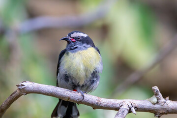 A Bananaquit at a local zoo