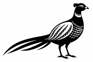 Obraz premium pheasant silhouette line art vector illustration with a white background