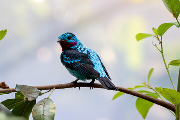 A Spangled Cotinga at a local zoo