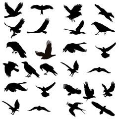 silhouettes of birds on transparent background 