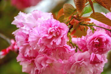 selective shot pink flowers on the tree branches