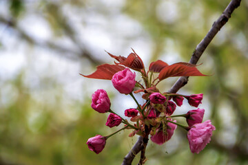 selective shot of red blossom tree flowers 