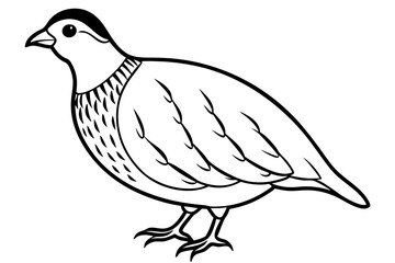 quail silhouette line art vector illustration with a white background