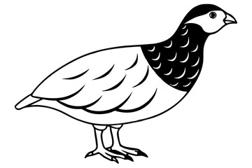 quail silhouette line art vector illustration with a white background