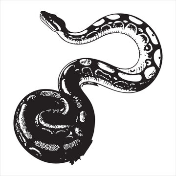 python  Vector