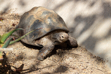 A leopard tortoise (Stigmochelys pardalis) at a local zoo