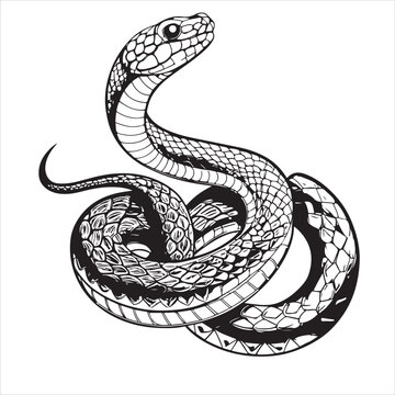 python  Vector
