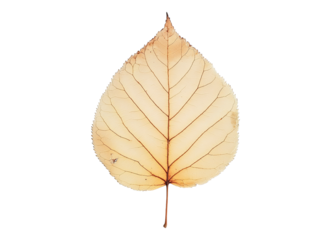 Birch Leaf Nature