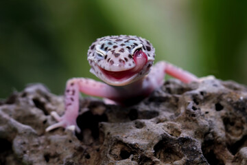 Leopard gecko lizard on a rock, eublepharis macularius	