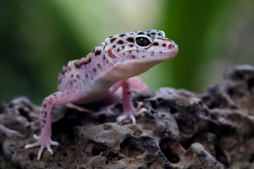 Leopard gecko lizard on a rock, eublepharis macularius	