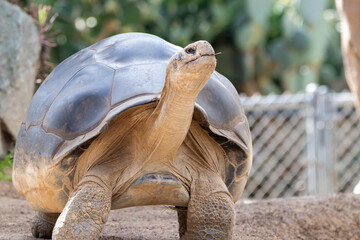 A Galápagos giant tortoise (Chelonoidis niger) at a local zoo
