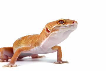 Leopard gecko lizard isolated on white background, reptile with beautiful skin, sunglow leopard gecko, eublepharis macularius