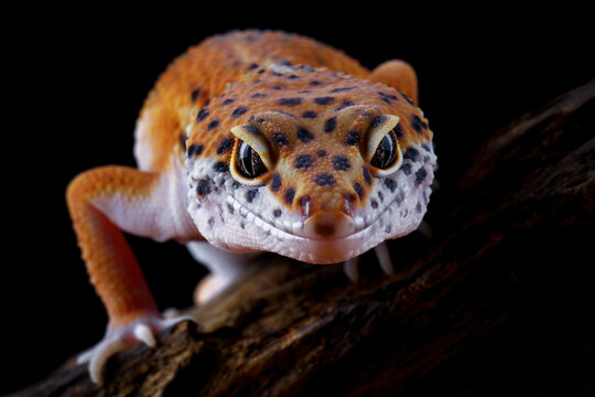 Close-up of a head leopard gecko lizard,  eublepharis macularius - Powered by Adobe
